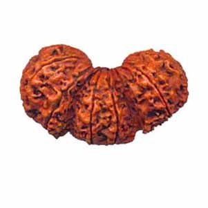 Quick view on mukhi and Rudraksha face